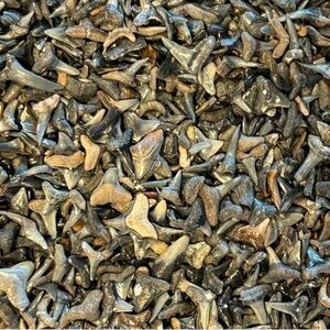 Lot 50+ Small Fossilized Shark Teeth Boca GrandeVenice, FL